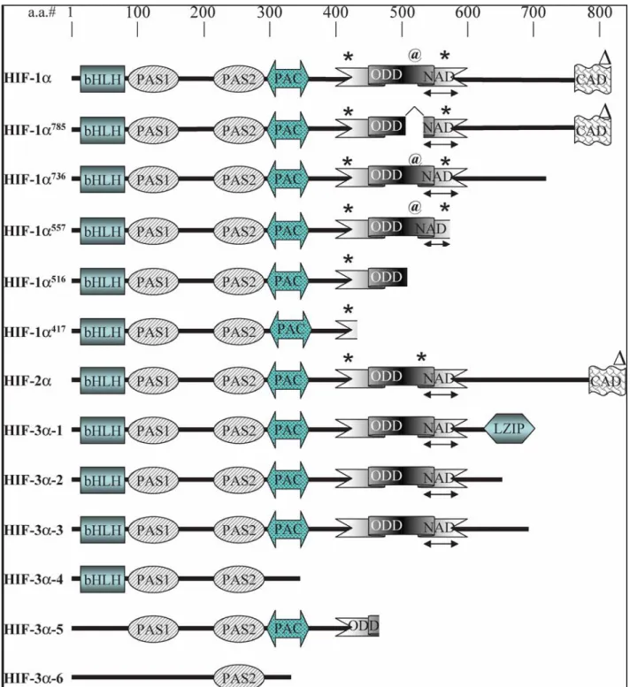 Figure 7  :  Représentation schématique de la structure des différents variants 