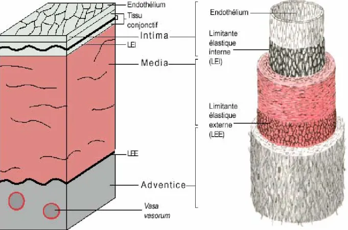 Figure 1 : Représentation schématique de la paroi artérielle 