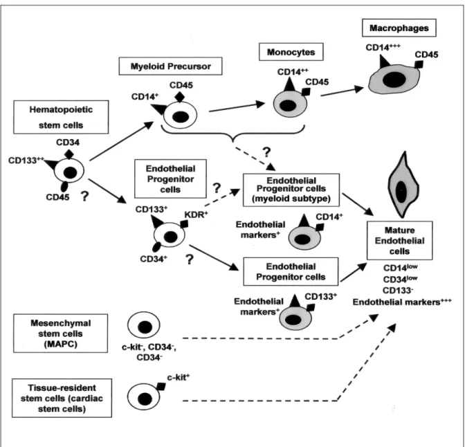 Figure 7 : Origine et différenciation des cellules endothéliales progénitrices 