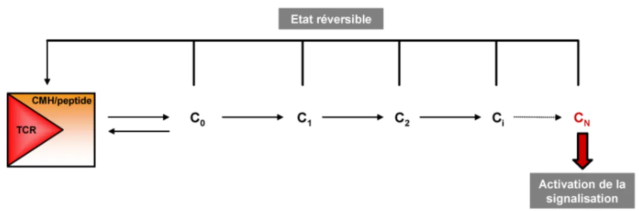 Figure 6. Schématisation du modèle de « kinetic proofreading » adapté à la transduction du signal en aval  du TCR