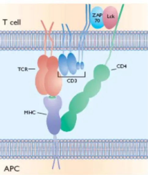 Figure 8. Modèle d’hétérodimérisation du TCR. Dans ce modèle, des monomères de complexe  CMH/peptide spécifique peuvent activer une cellule T grâce aux  corécepteurs CD4 ou CD8  associés au  TCR