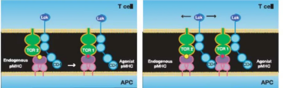 Figure 9. Modèle de pseudodimérisation des TCR. Lors de l’interaction entre un  TCR 1  et son ligand 