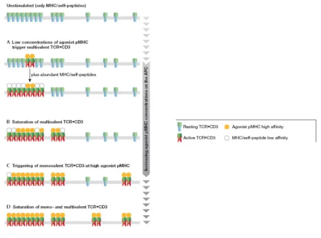 Figure 10. Modèle des TCR multivalents. (A) Pour de faibles concentrations en antigènes les  complexes  TCR/CD3 multivalents  sont mis en jeu