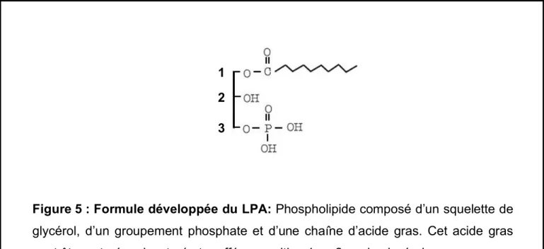 Figure 5 : Formule développée du LPA: Phospholipide composé d’un squelette de  glycérol,  d’un  groupement  phosphate  et  d’une  chaîne  d’acide  gras