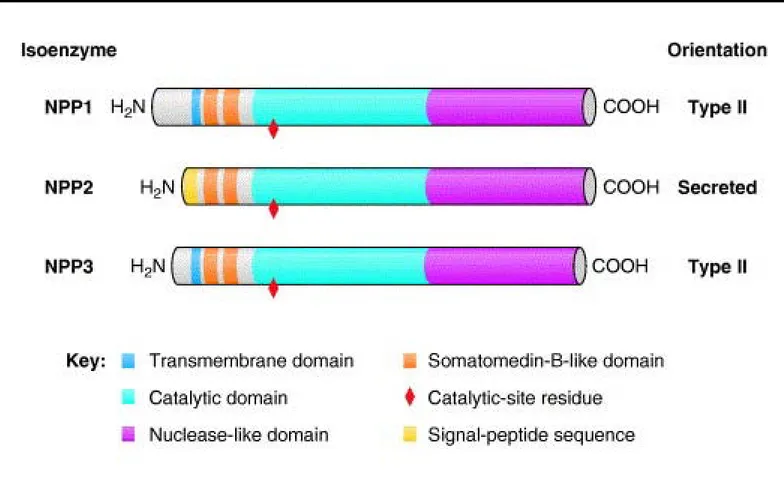 Figure 7: Structure des principaux membres de la famille des ENPP : Les trois membres 