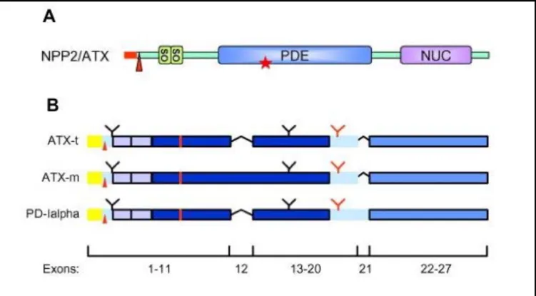 Figure 8:  Structure de l’ATX et de ses différents isoformes :  