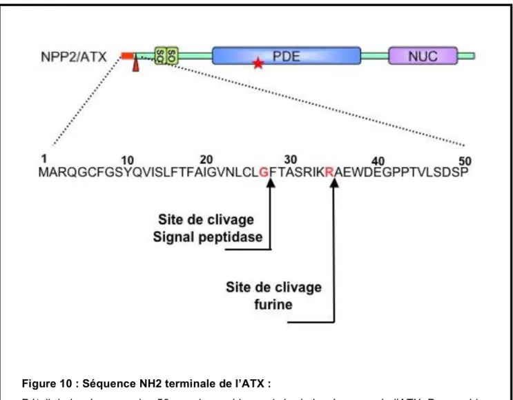 Figure 10 : Séquence NH2 terminale de l’ATX :  