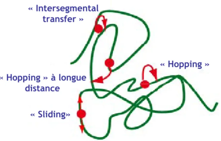 Figure 1 : Mécanismes proposés pour expliquer comment les protéines trouvent leurs cibles par « diffusion facilitée »