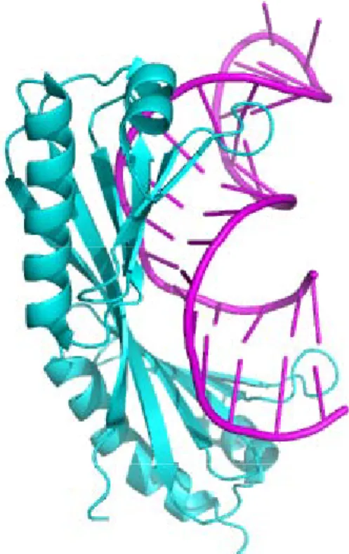 Figure 10 : Structure de la TBP (TATA binding protein) complexée à l’ADN
