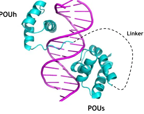 Figure 13 : Structure des deux sous-domaines POU de la protéine Oct-1 en complexe avec l’oligonucléotide TGTATGCAAATAAGG