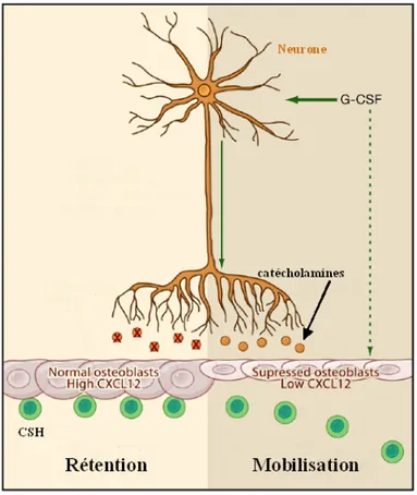 Figure 13 : Les signaux du système nerveux sympathique modulent les CSH de la  niche endostéale