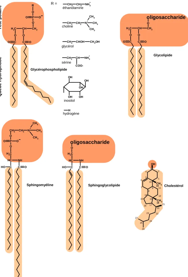 Figure 1.3. Formules développées planes des principaux lipides de la membrane plasmique des cellules eucaryotes