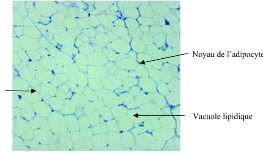 Figure 1 : Le tissu adipeux (A) Morphologie des adipocytes (B) Composition cellulaireBA MicrocirculationAdipocytePréadipocyteMacrophageCellulesouche/progénitriceVacuole lipidique Noyau de l’adipocyteMembrane cytoplasmique de l’adipocyte