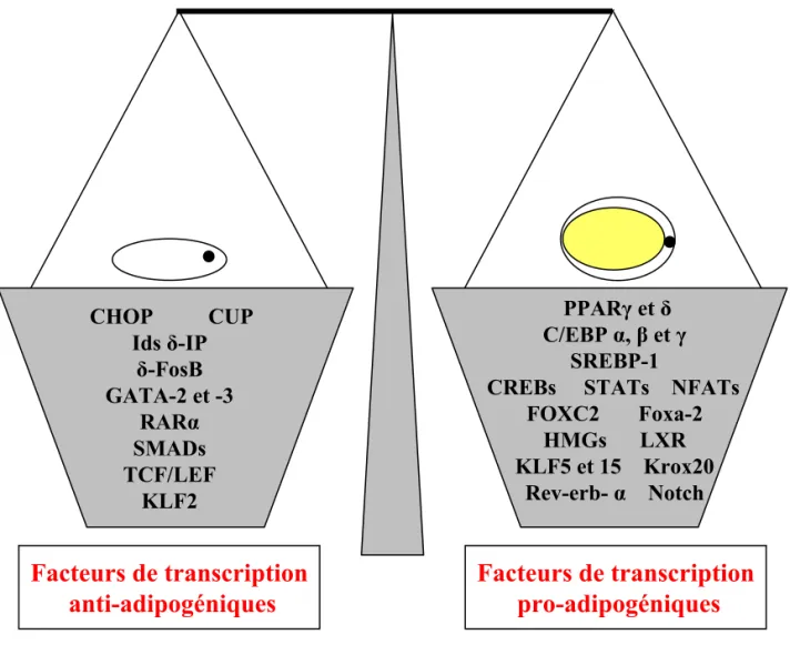 Figure 8 : Balance entre les facteurs de transcription pro- et anti-adipogéniques (CHOP: C/EBP homologous protein; CUP: C/EBP unidentified protein; Ids: inhibitor of DNA binding; RARα: retinoic acid receptor α;TCF/LEF: T-cell factor/Lymphoid enhancer facto