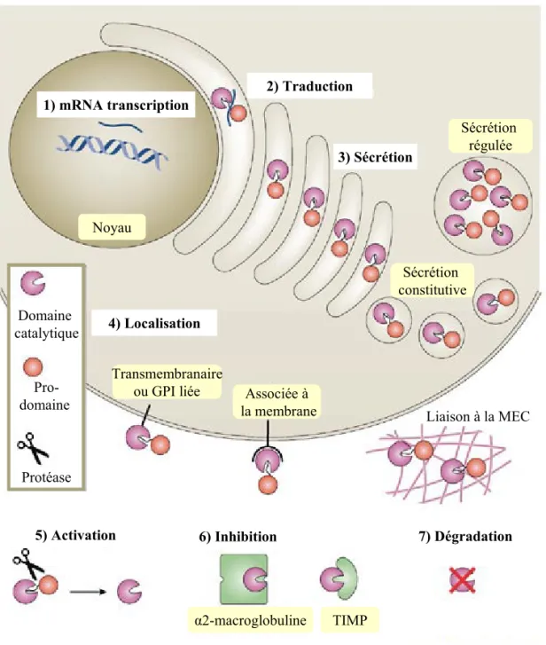 Figure 11 : Régulation de l’activité des métalloprotéases matricielles D’après Page-McCaw A., Nat Rev Mol Cell Biol, 2007