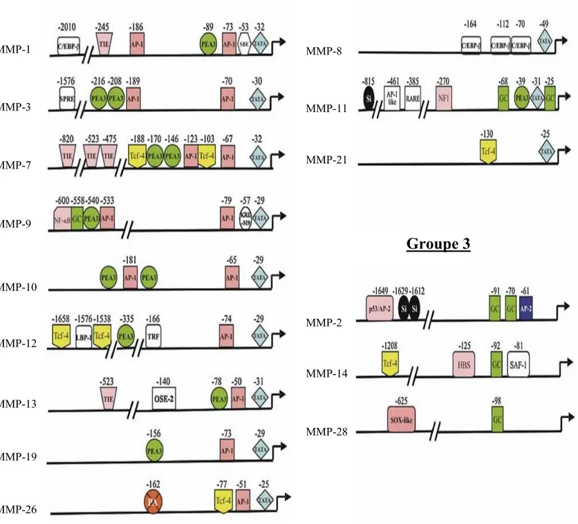 Figure 12 : Eléments de liaison aux facteurs de transcription sur les promoteurs des  métalloprotéases matricielles