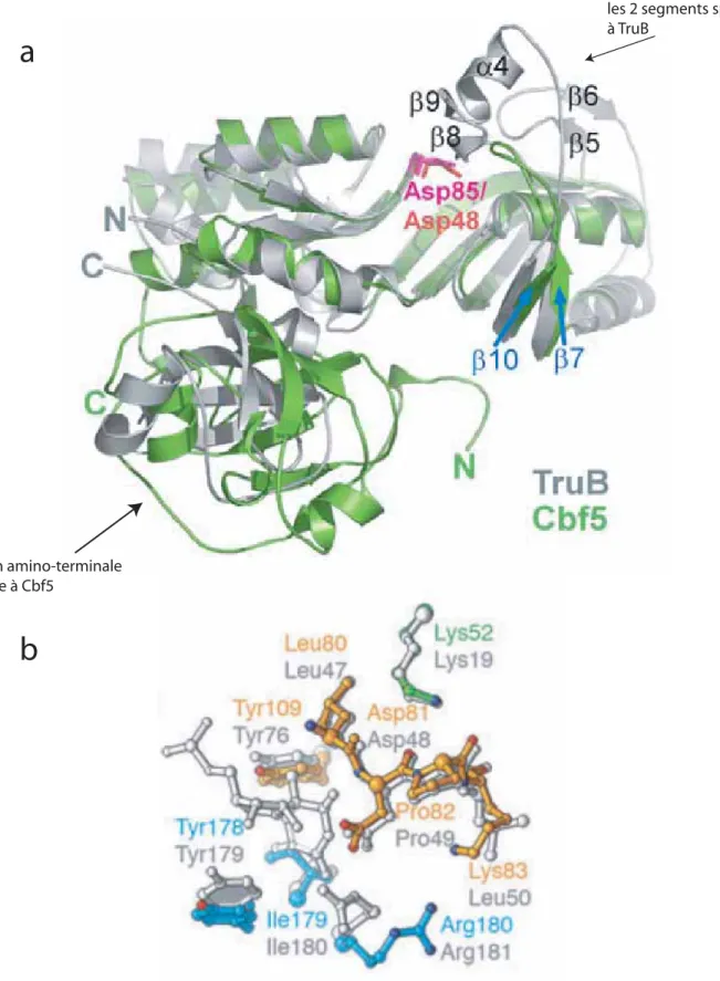 FIGURE 38:  La protéine aCbf5 adopte une structure très proche de celle de l'enzyme TruB 