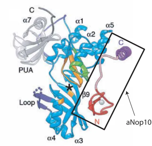 FIGURE 39:  Structure de la protéine aNop10 