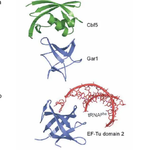 FIGURE 40:  Structure de la protéine aGar1 