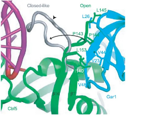FIGURE 42:  Interaction entre les protéines aGar1 et aCbf5 