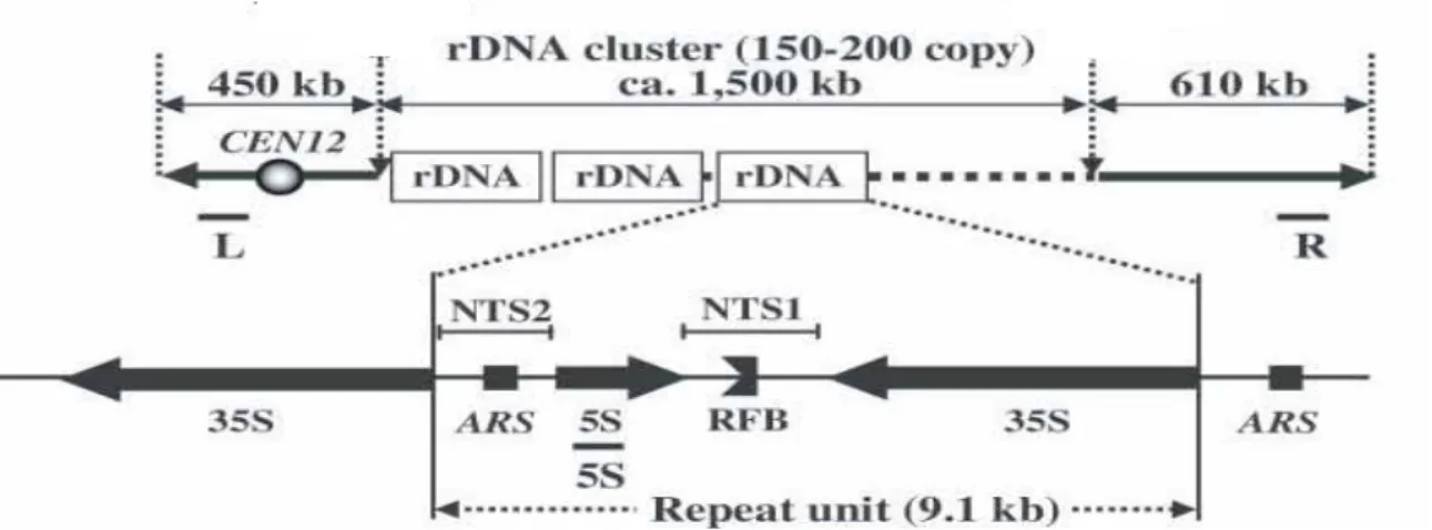 FIGURE 16:  Structure d'une unité d'ADNr 