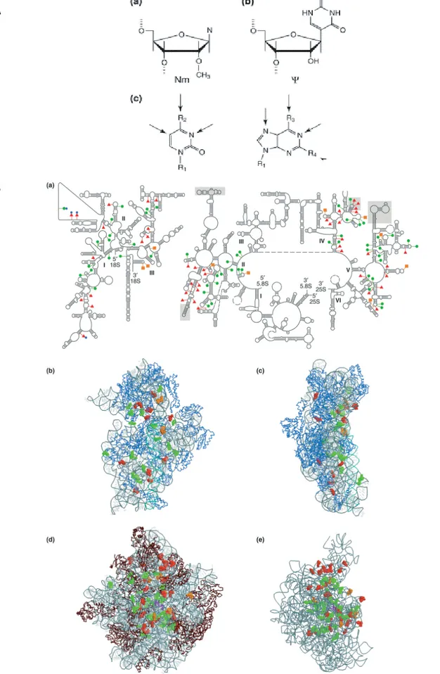 FIGURE 18:   Les modifications chimiques au sein des ARNr ribosomiques 