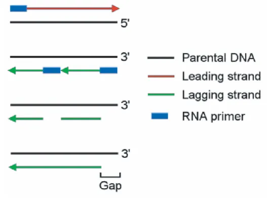 FIGURE 28:  Schématisation du phénomène de raccourcissement des extrémités chromosomiques  lors de la réplication