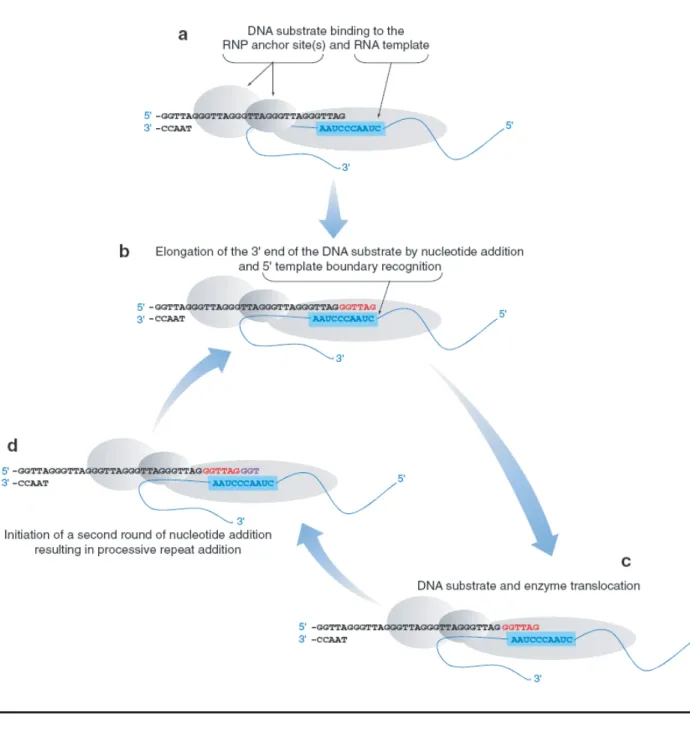 FIGURE 29:  Modèle du mode d'action de l'enzyme télomérase 