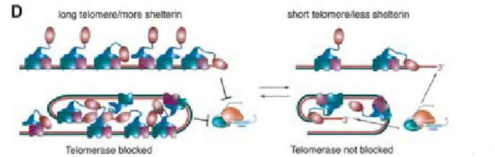 FIGURE 31:  La structure en &#34;boucle T&#34; présente à l'extrémité des chromosomes