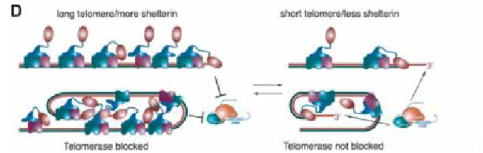FIGURE 31:  La structure en "boucle T" présente à l'extrémité des chromosomes