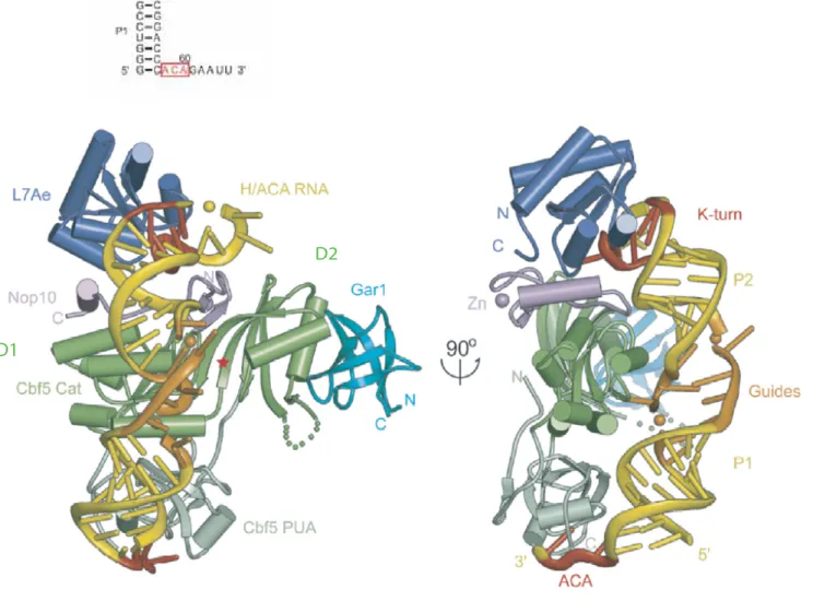 FIGURE 37:  Structure cristallographique d'une particule H/ACA complète d'archées  (a): séquence et structure secondaire du sARN H/ACA Afu46 