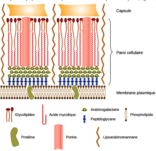 Figure 4 : Représentation schématique de l'enveloppe des mycobactéries. 