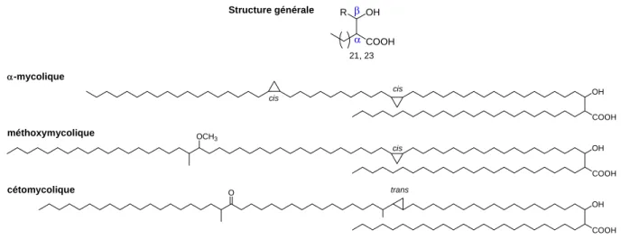 Figure 5 : Structure des acides mycoliques majoritaires de M. tuberculosis. 