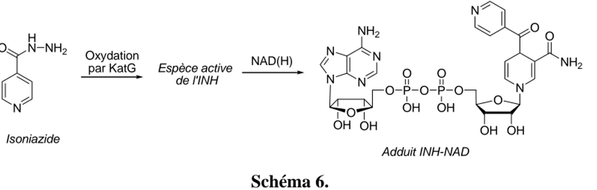 Figure 6 : Contacts moléculaires entre le site actif d'InhA et l'adduit INH-NAD(H) d'après 