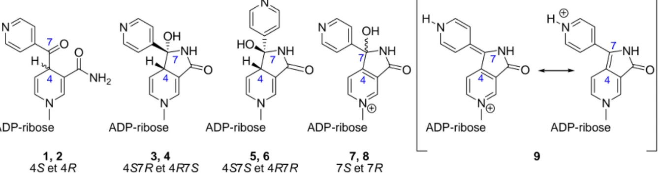 Figure 7 : Structure des adduits INH-NAD 1-9 (seul les diastéréoisomères 4S7R et 4S7S des 