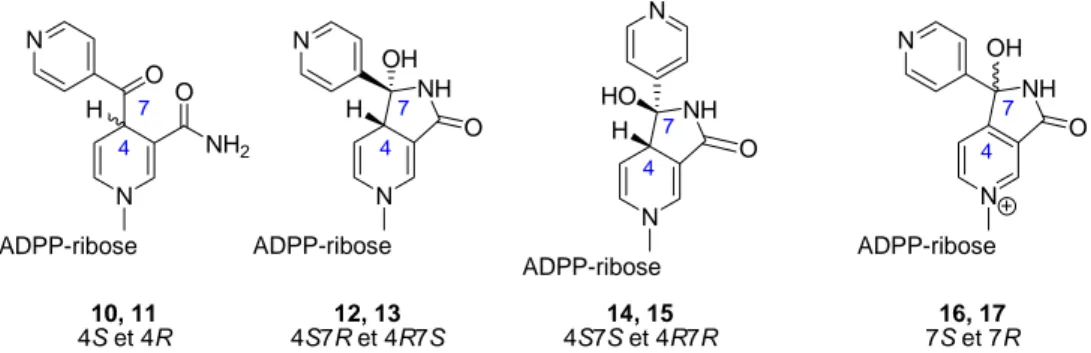 Figure 8 : Structures des adduits INH-NADP 10-17 (seuls les diastéréoisomères 4S7R et 4S7S 