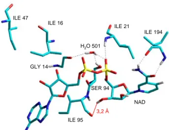 Figure 11 : Structure du complexe InhA-NAD,  58  sont représentés les acides aminés retrouvés 