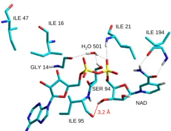 Figure 11 : Structure du complexe InhA-NAD,  58  sont représentés les acides aminés retrouvés 