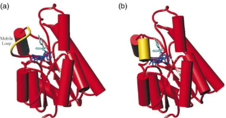 Figure 13 : Représentation de la sous-unité B de FabI de E. coli. En jaune est symbolisée la 