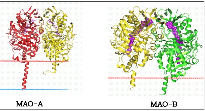 Figure 1. Structure cristallographique des monoamine oxydases humaines  MAO-A : Elle cristallise sous-forme monomérique ; le co-facteur FAD est représenté en violet 