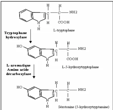 Figure 3. Synthèse de la sérotonine 