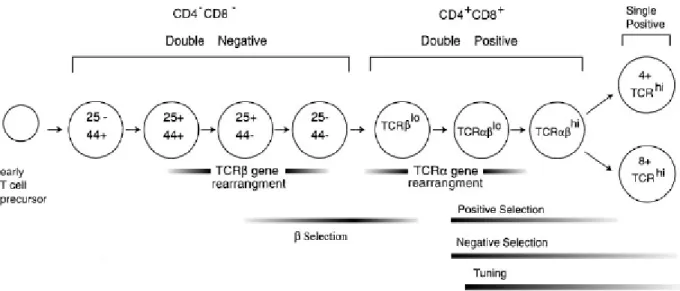 Figure 1 : Etapes du développement des thymocytes. Au cours de leur maturation, les thymocytes vont 