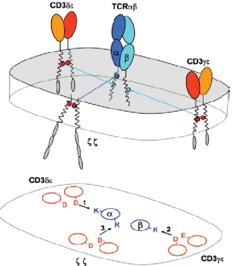 Figure 3 : Organisation du complexe TCR-CD3 basée sur l’interaction de résidus transmembranaire