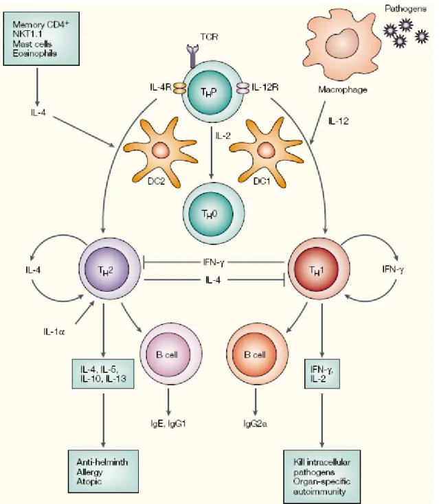 Figure 5 : Représentation schématique de l’induction et de la régulation des lymphocytes Th1 et Th2