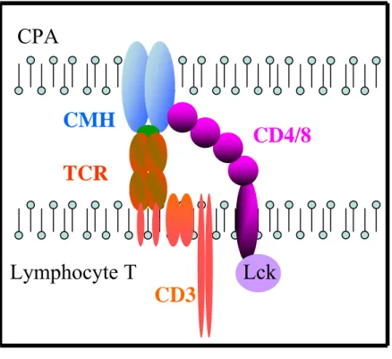 Figure 9 : Schéma du modèle d’hétérodimérisation. L’initiation de la signalisation du lymphocyte T s’opère 