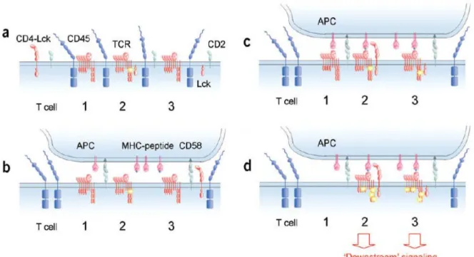 Figure 12 : Le modèle de kinetic segregation. a) Dans une cellule T au repos, des interactions de proteines au 