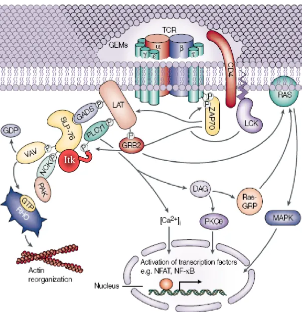Figure 22 : Régulation positive de la signalisation du TCR par les molécules adaptatrices