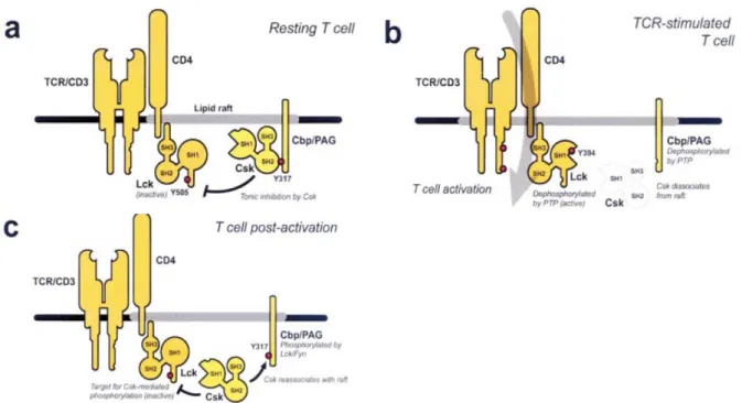 Figure 23 : Régulation des src kinases par le complexe PAG/Csk. a) La présence de Csk dans les « rafts » via 