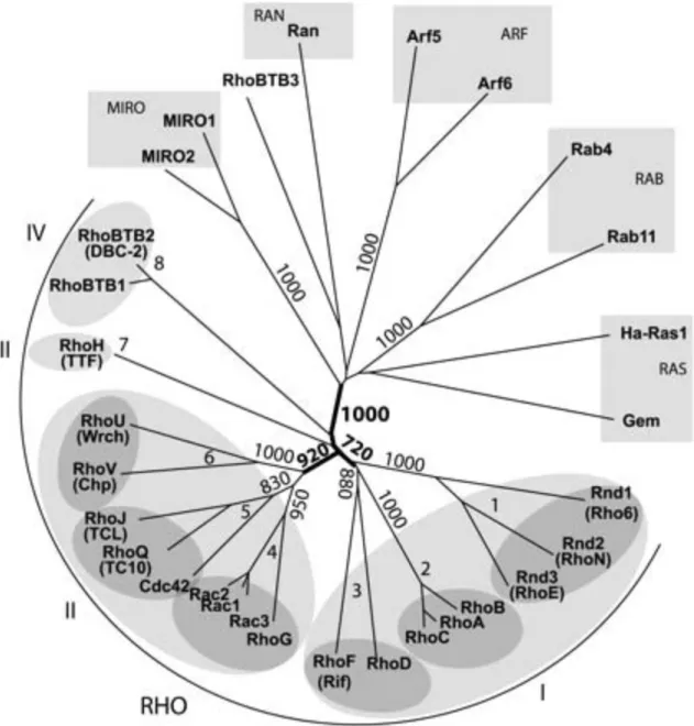 Figure 1 : Famille des protéines Rho humaines alignées avec les GTPases Ras 