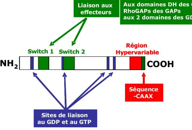 Figure 2 : Structure globale des protéines Rho GTPases  